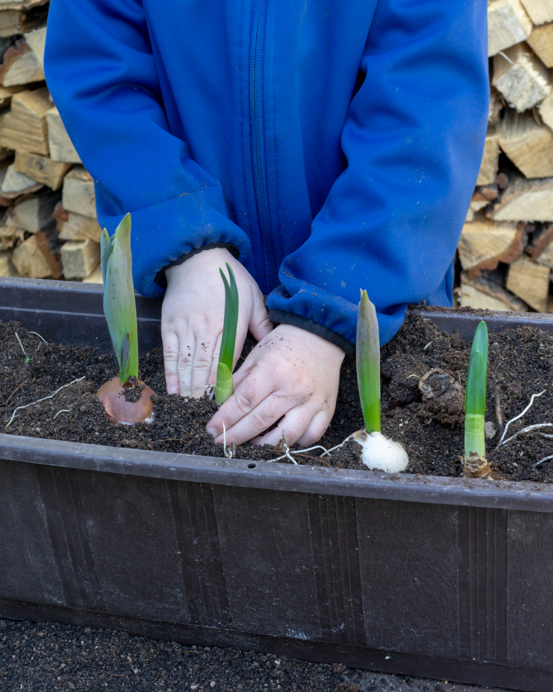 Close up of hands planting bulbs into a planter
