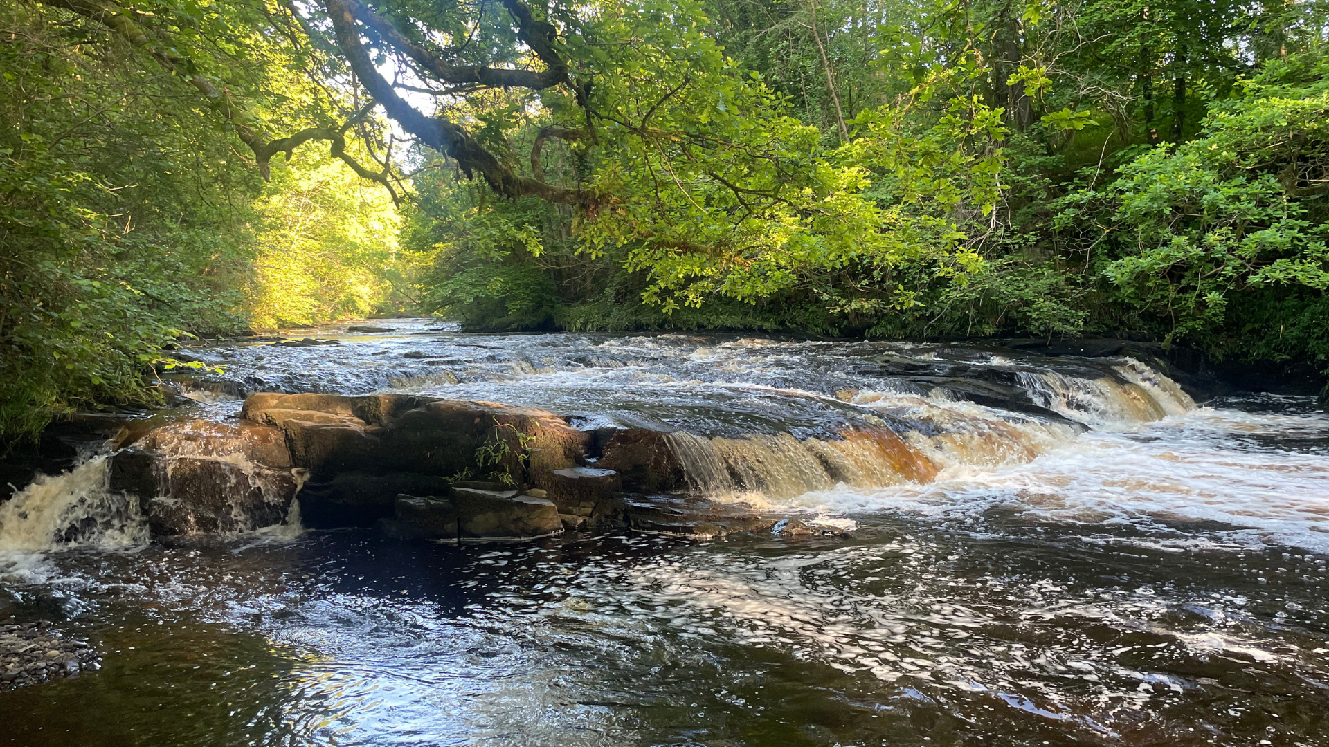 Trout and Trees