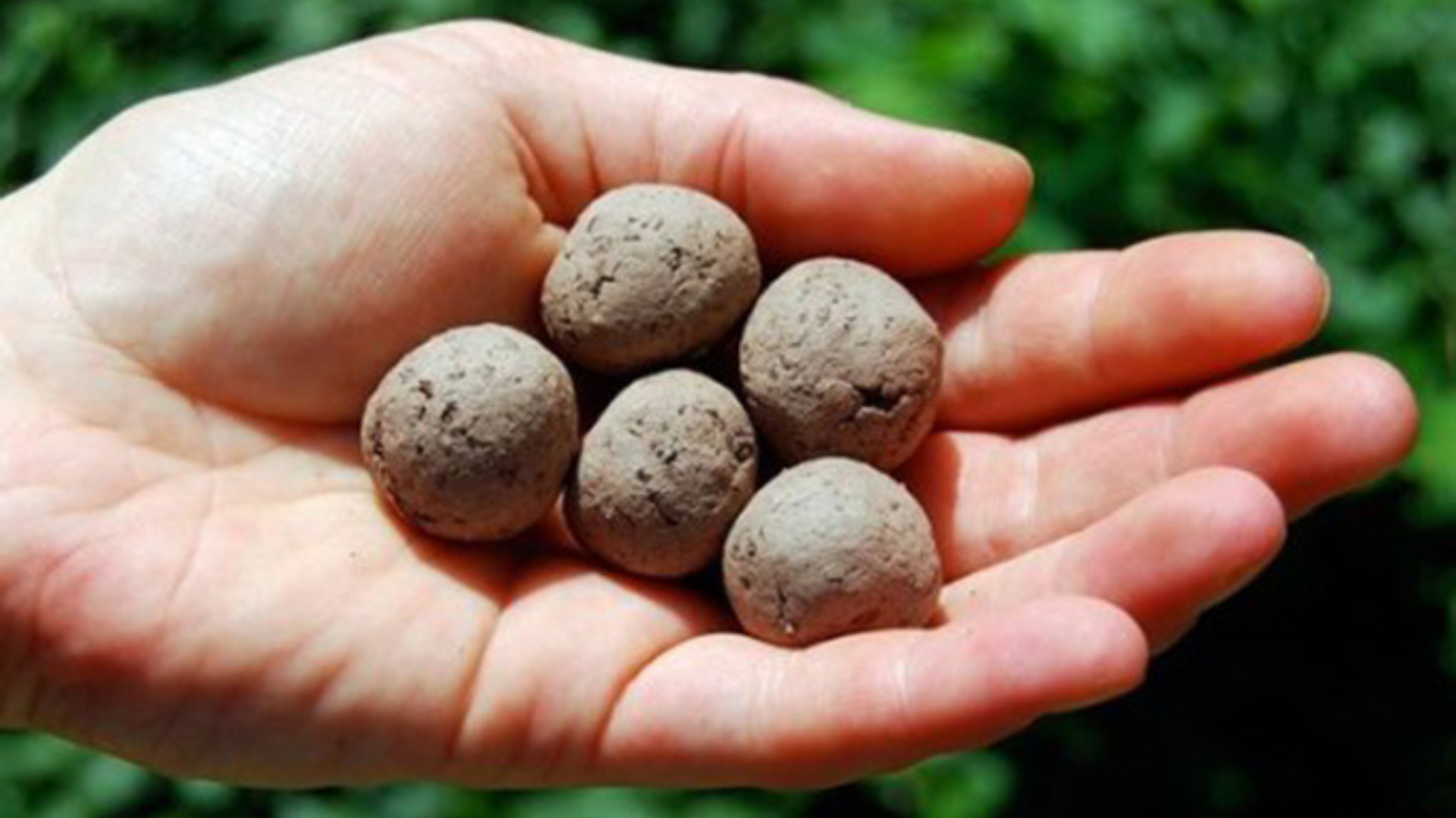 Seed Bomb Making