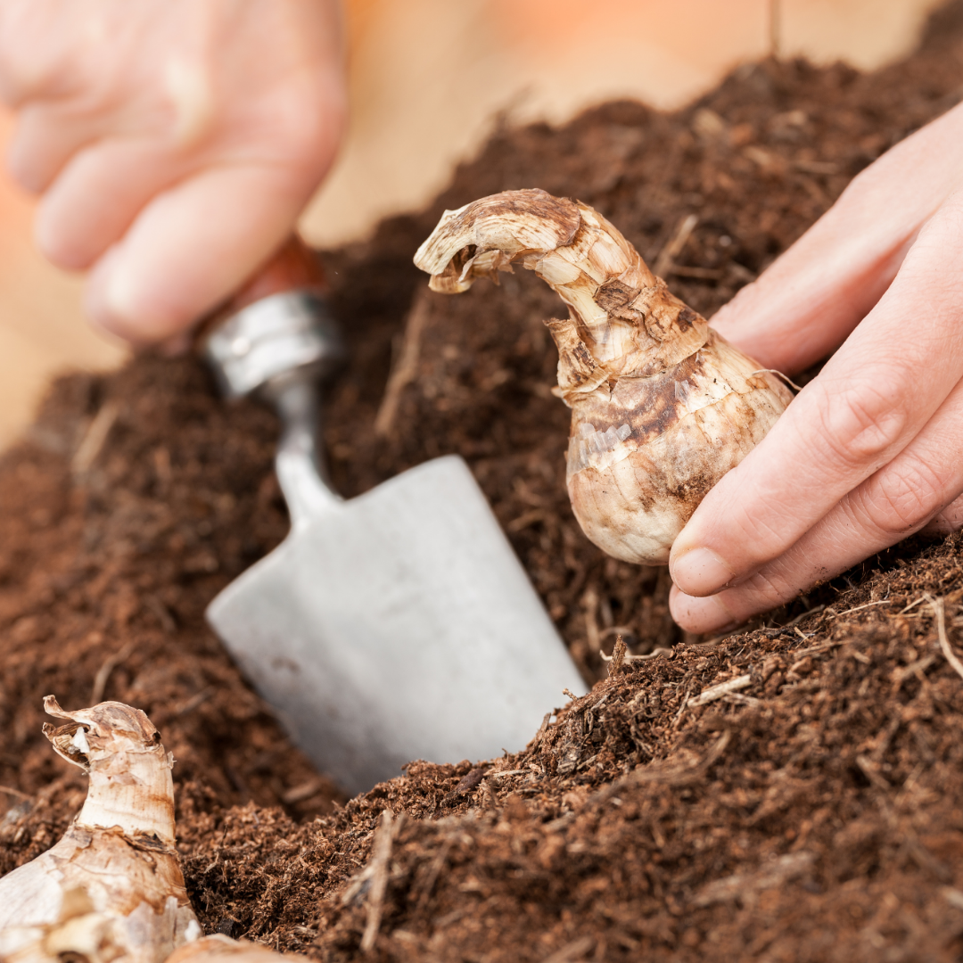 Close up of hands planting bulbs in soil using a small trowel