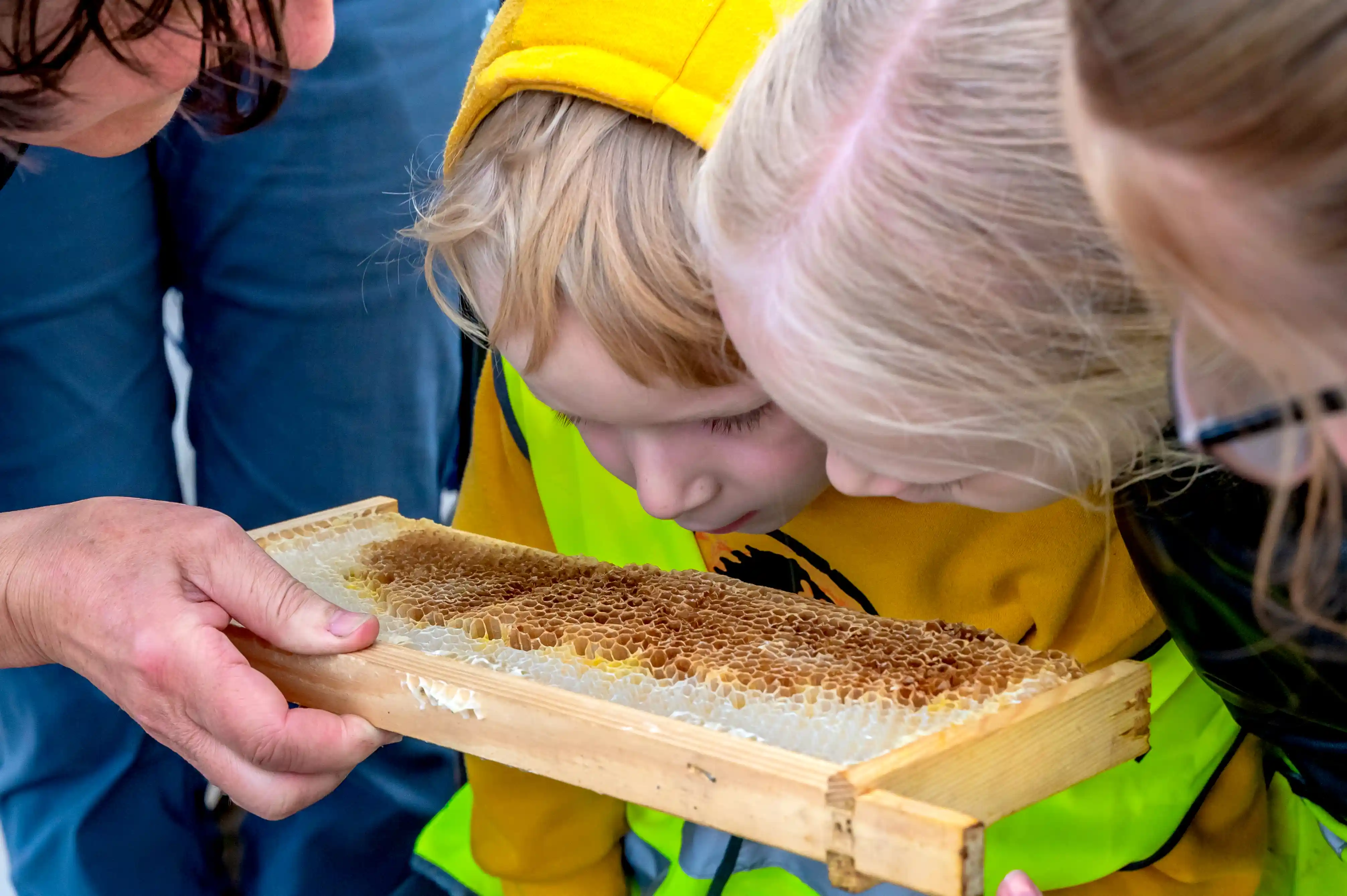 Kids smelling a honeycomb at Lanarkshire Climate Action Festival 2024 - Photography by Lucy Knott